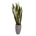 image of Sansevieria S2