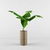 image of Lutus plant