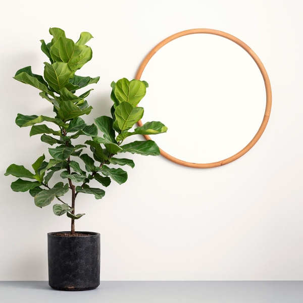 another image of Roundo D 110 mirror