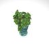 image of fancy plant